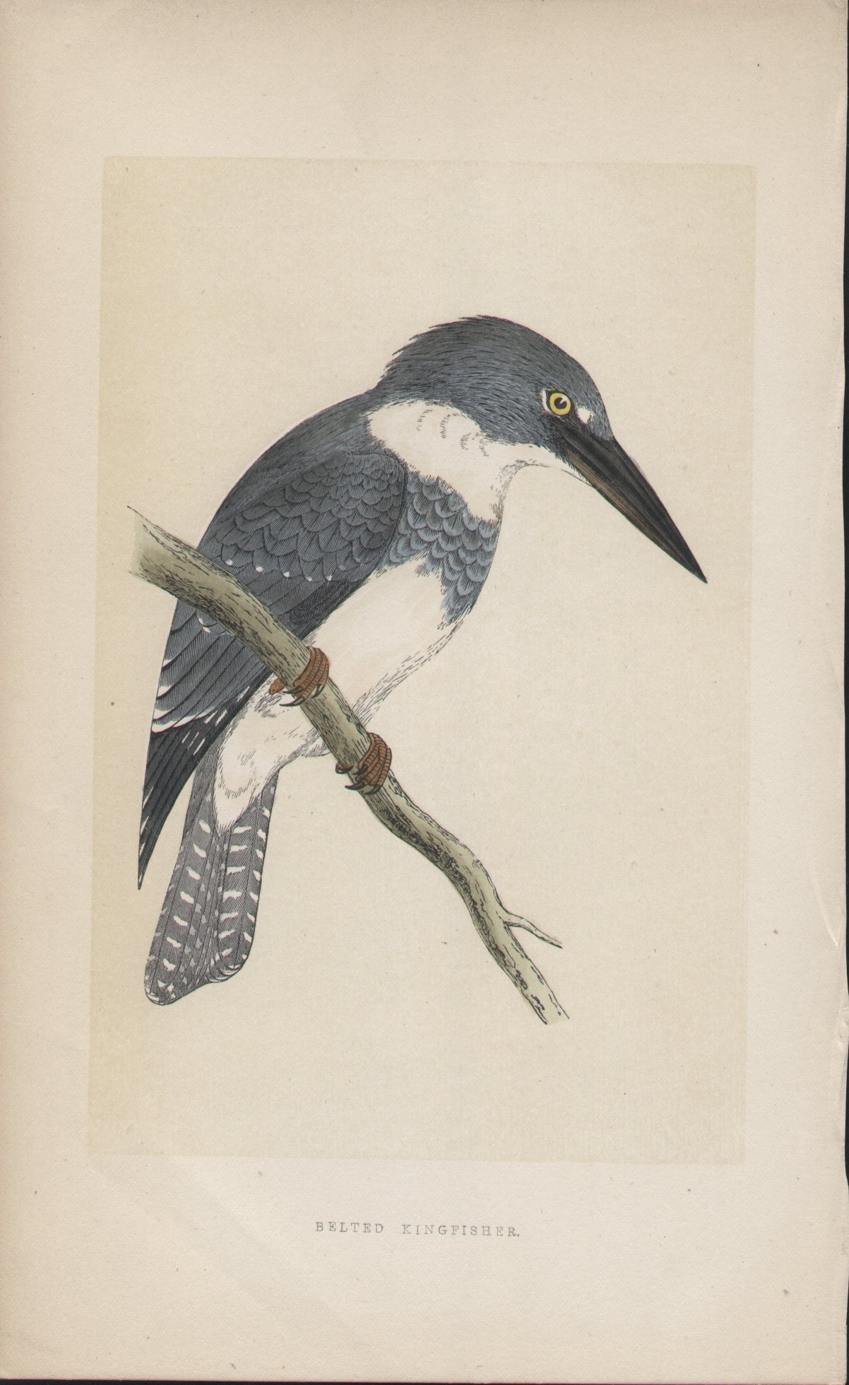 Wood - Belted Kingfisher - Fawcett
